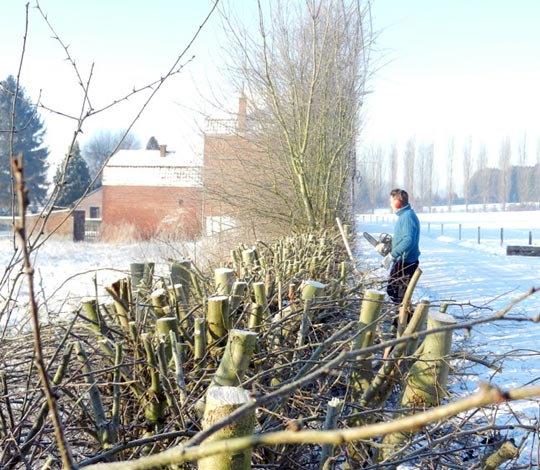 Entretien de jardin